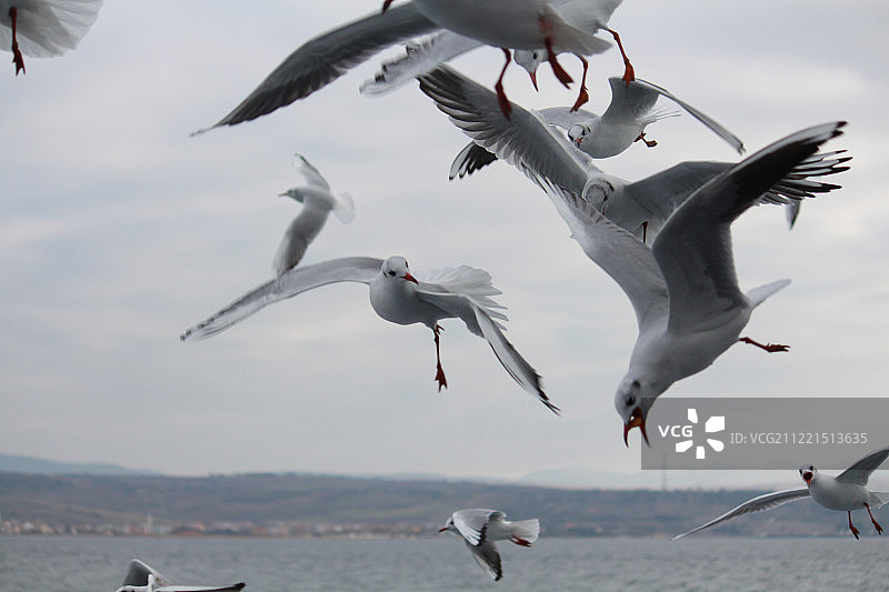 海鸥飞图片素材