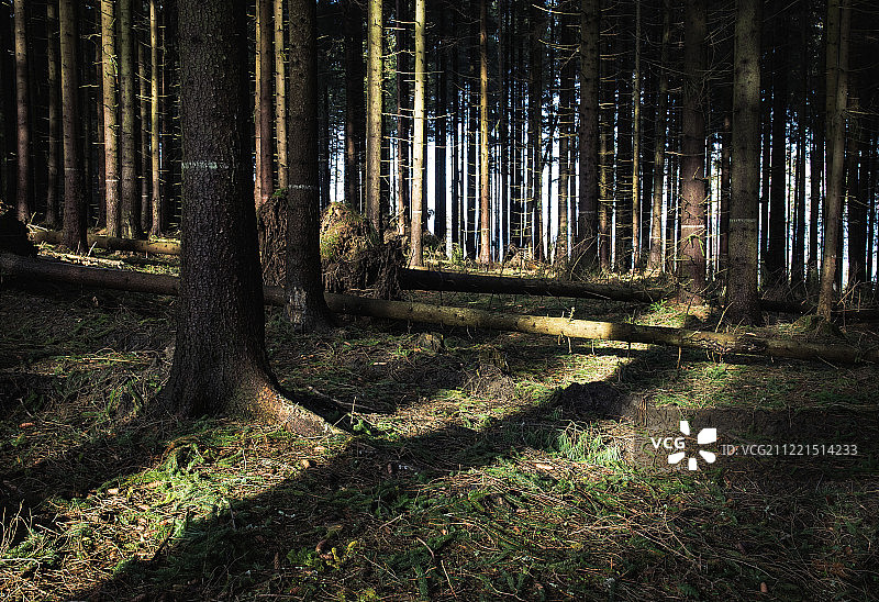 强风后的损毁森林图片素材