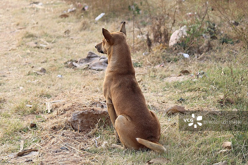 道路宠物图片素材