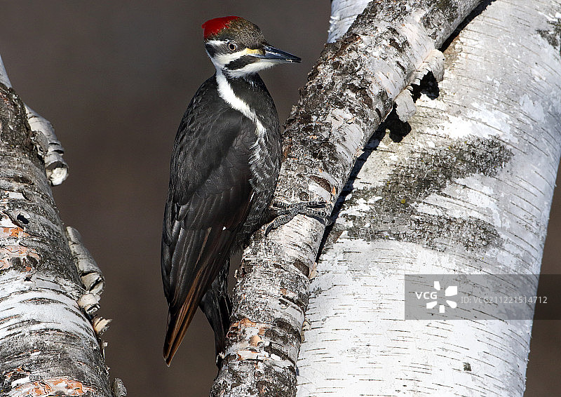 白桦树上的绒顶啄木鸟图片素材