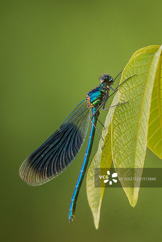 带状 Splendor 蜻蜓图片素材