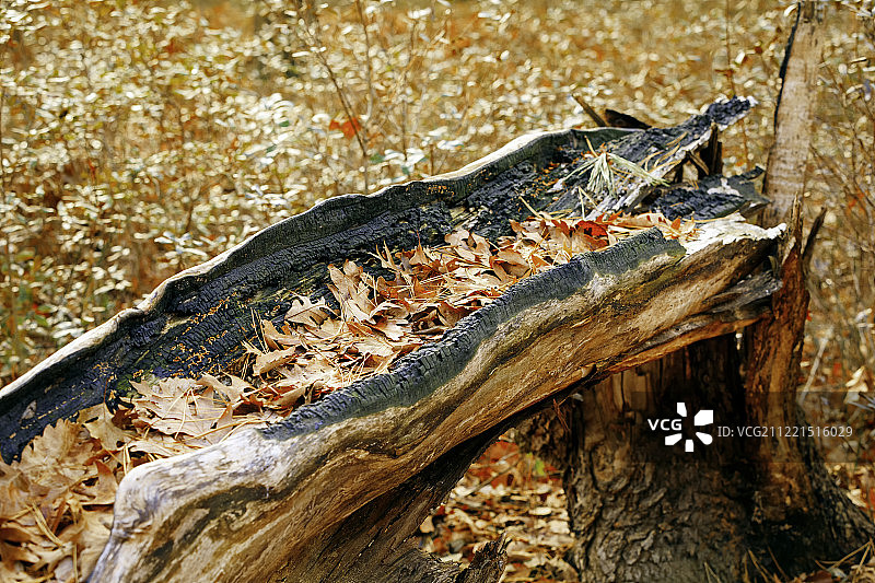 秋季风景图片素材