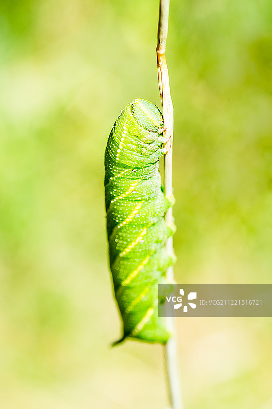 西班牙索里亚洛博斯峡谷的毛毛虫图片素材