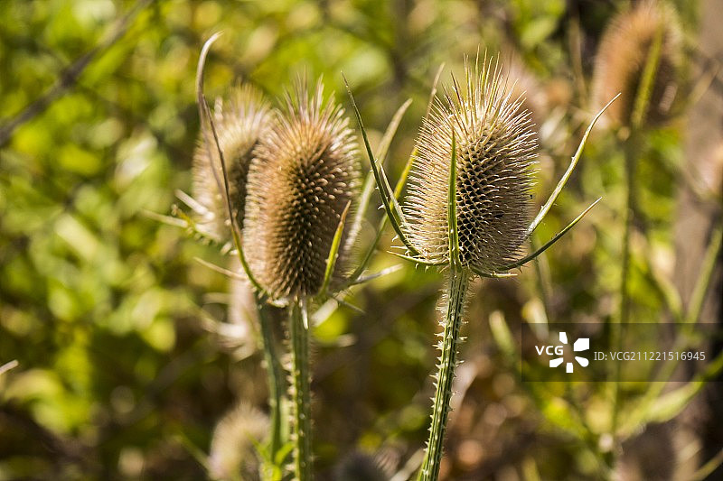 野生续断的种子头图片素材