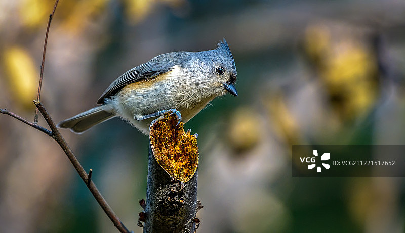 植绒的山雀图片素材