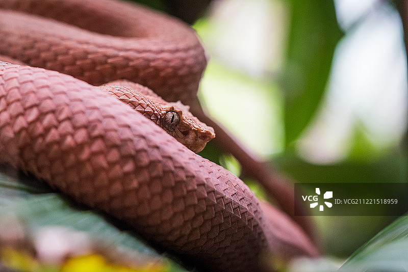 红色睫毛图片素材