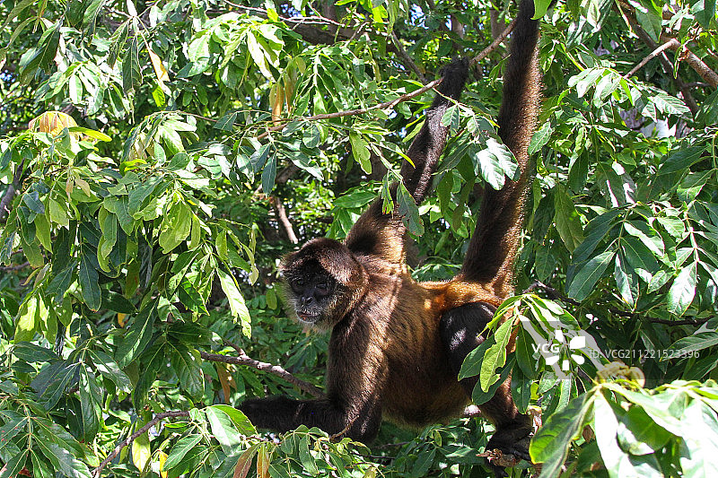 拉斯伊斯莱塔斯岛上的蜘蛛猴图片素材
