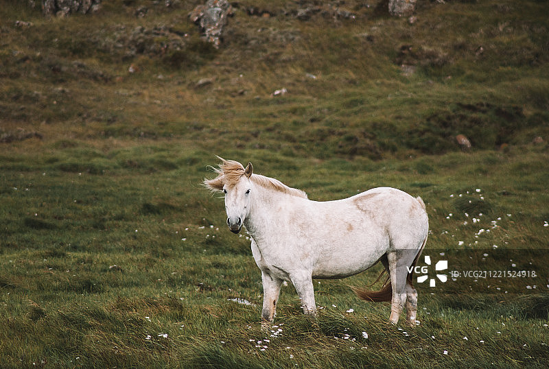 独角兽图片素材