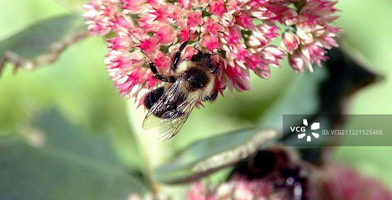 粉色花朵上的蜜蜂特写图片素材