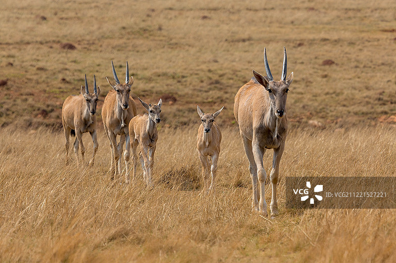 非洲大羚羊群图片素材