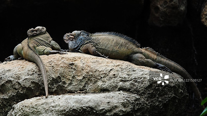 两条蜥蜴的特写图片素材
