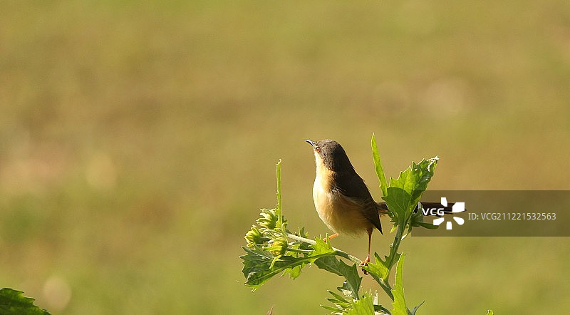 灰褐山鹪莺图片素材