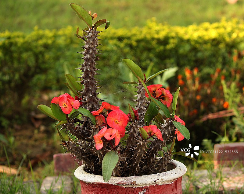 荆棘与鲜花图片素材