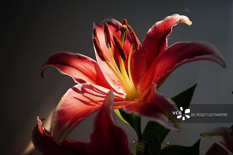 粉色香水百合特写图片素材