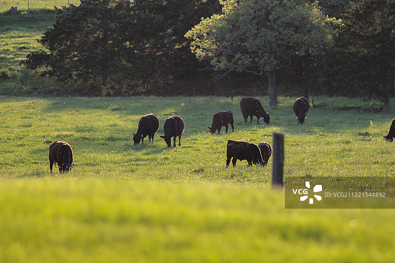 田野里的奶牛图片素材