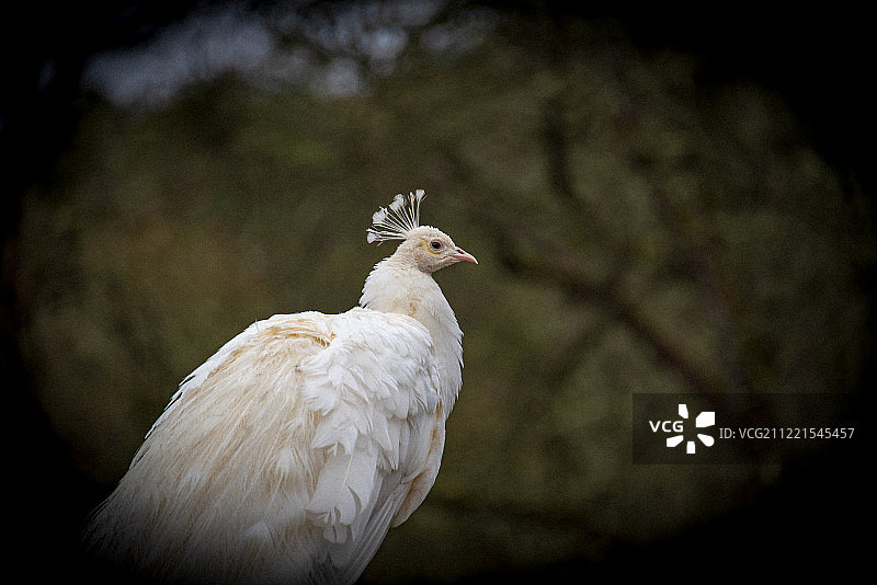 深色背景下的白化孔雀图片素材