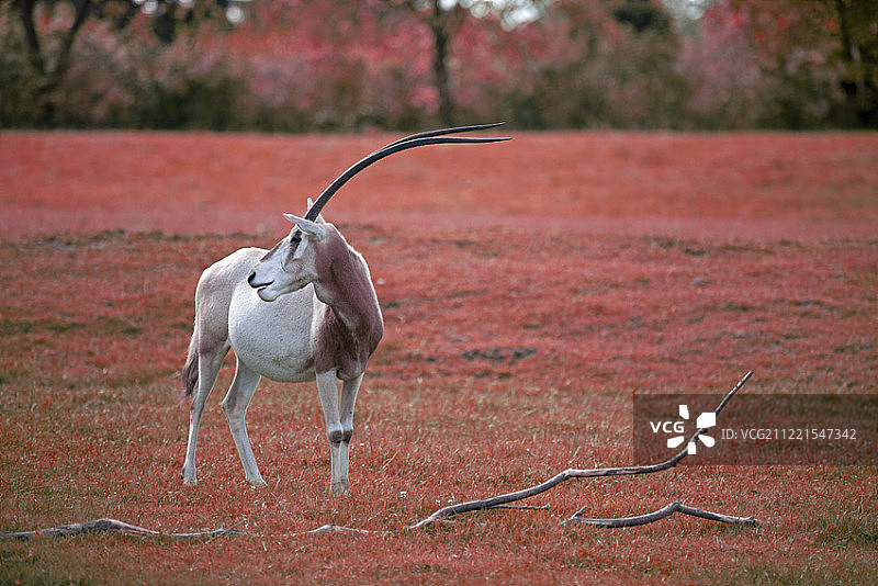 弯角剑羚图片素材