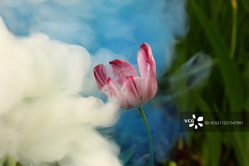 花的照片图片素材