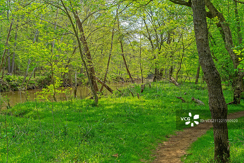 森林中生长的树木图片素材