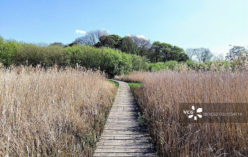 走向森林图片素材