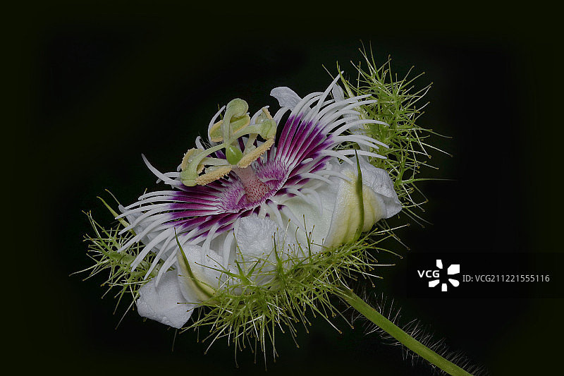 西番莲属植物图片素材