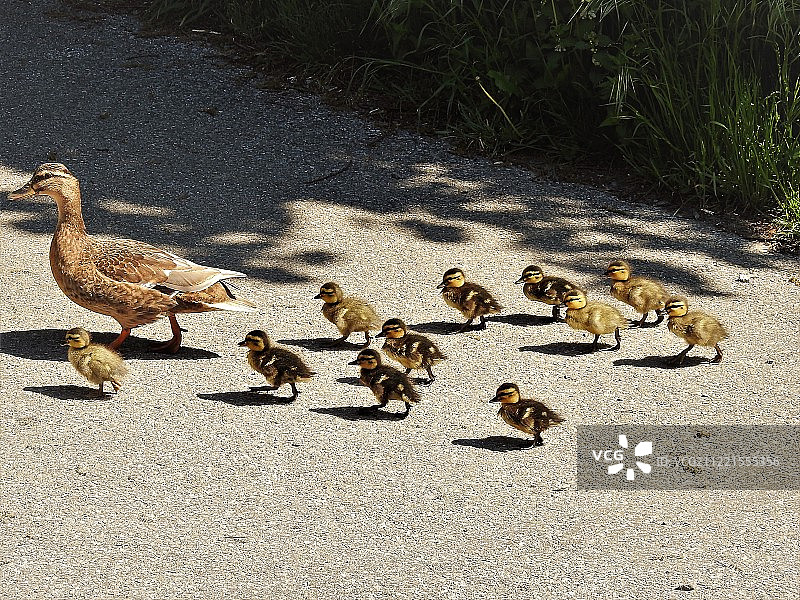 鸭子走路图片素材
