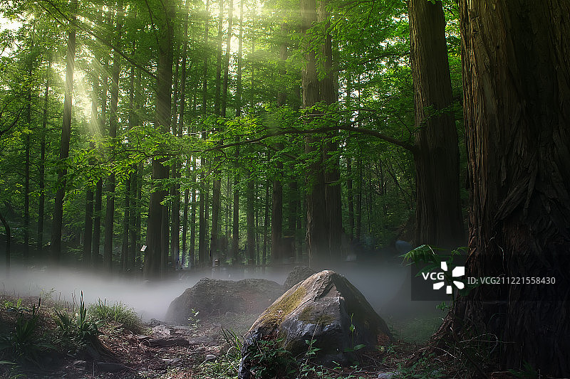 自然树林雾气图片素材