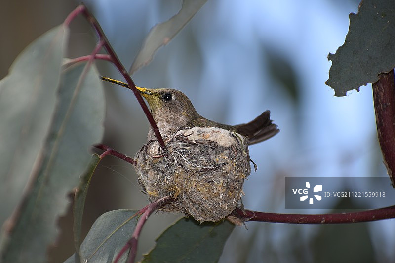 鸟栖息在植物上的特写镜头图片素材