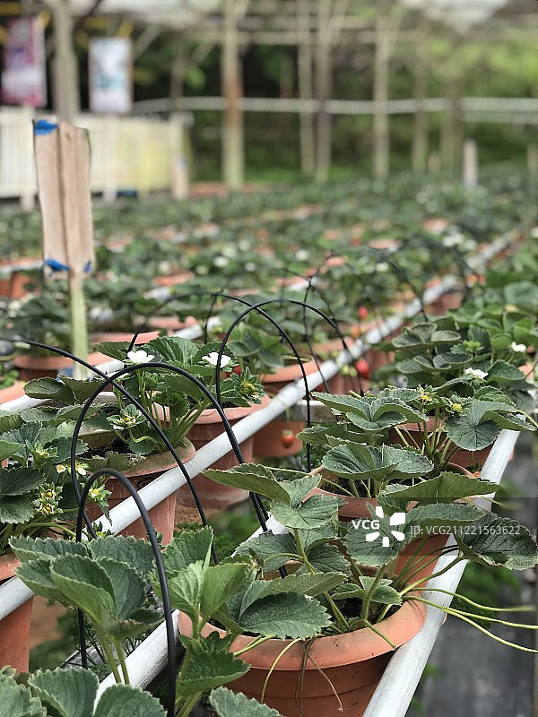 盆栽植物图片素材