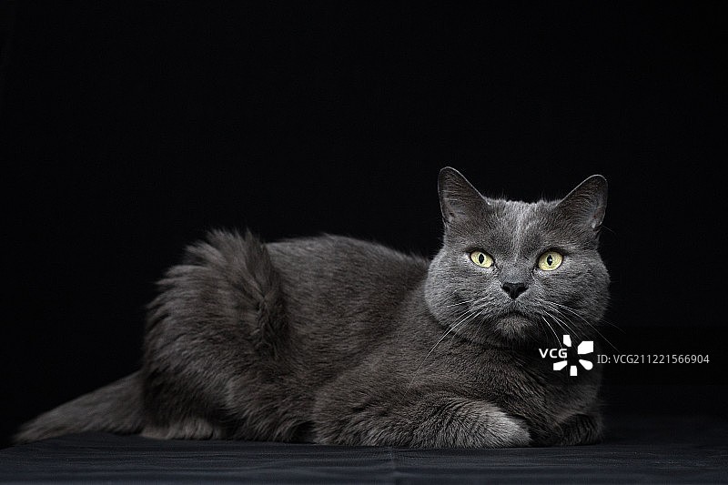 家猫特写肖像图片素材