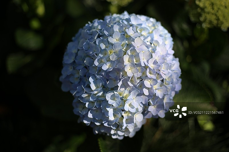 盛开花朵特写图片素材