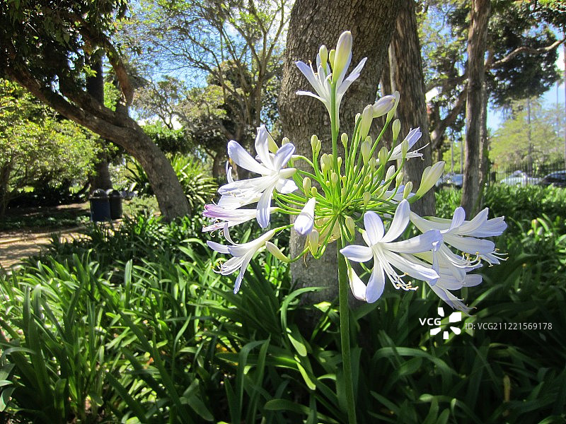 锯天牛属图片素材