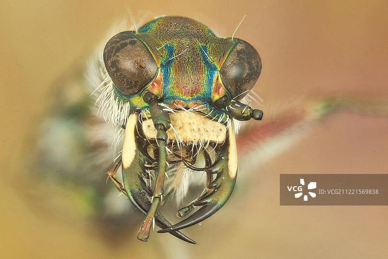 昆虫特写图片素材