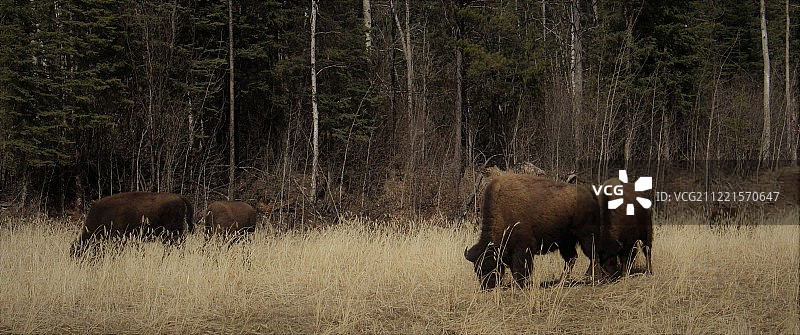 草地上四头野牛的景色图片素材