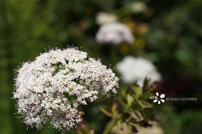 缬草特写图片素材