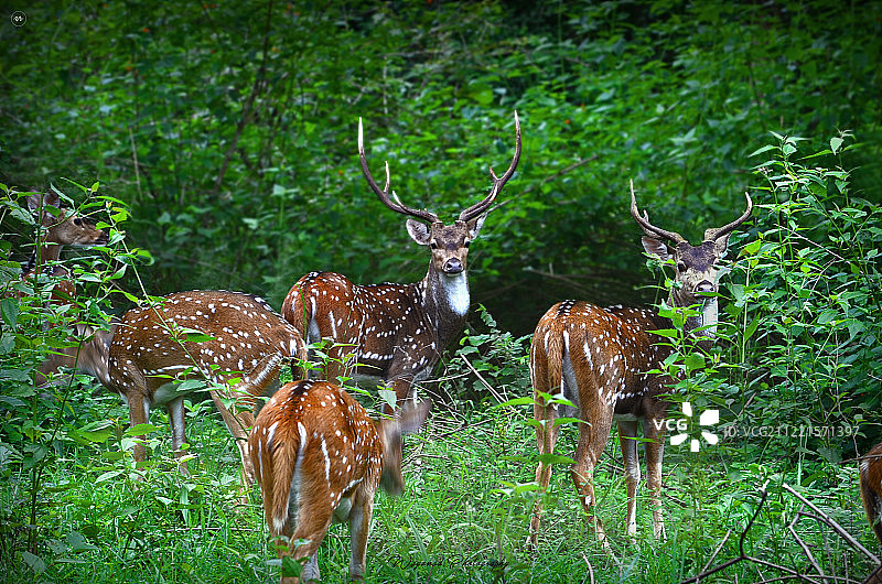 鹿穆唐加图片素材