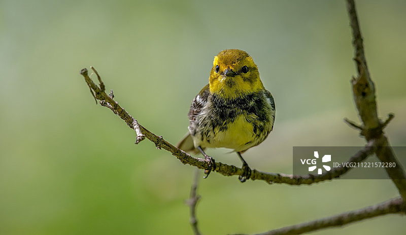黑喉绿莺图片素材