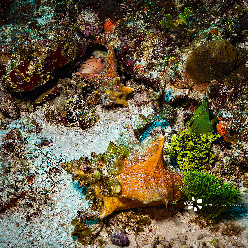 珊瑚礁图片素材