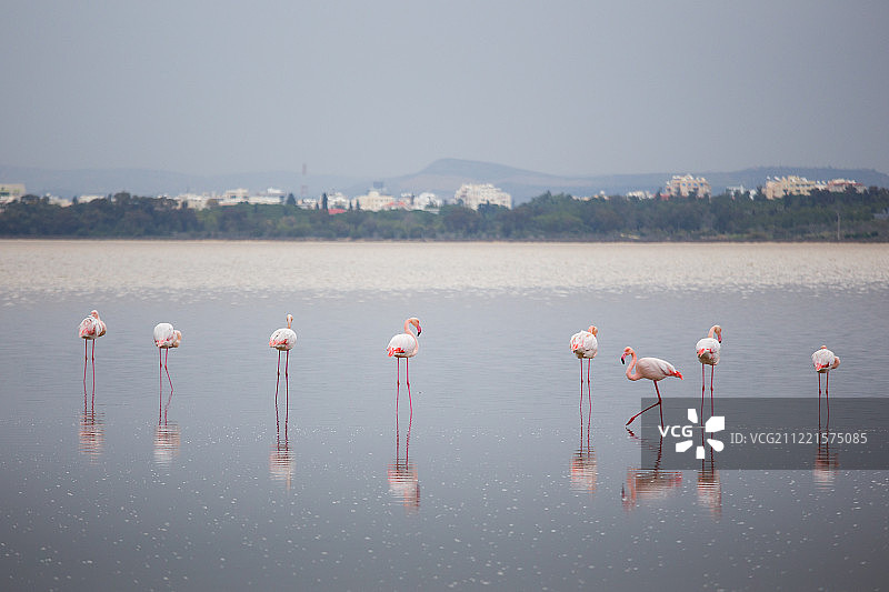 塞浦路斯拉纳卡盐湖的粉色火烈鸟图片素材