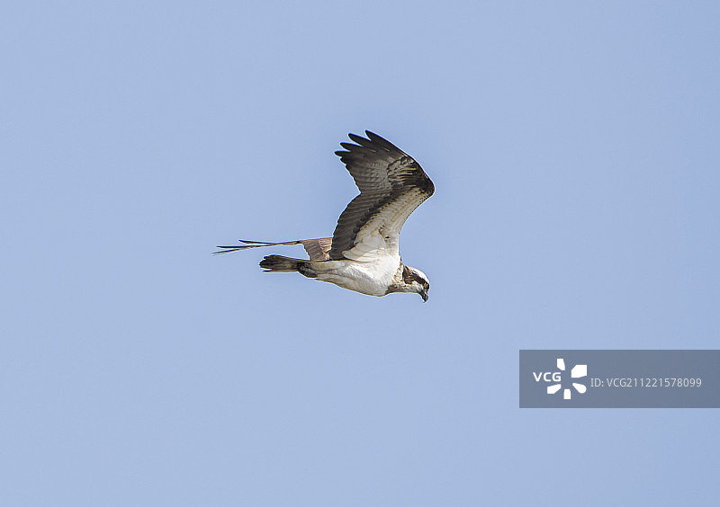 猛禽在晴朗天空飞翔的特写图片素材