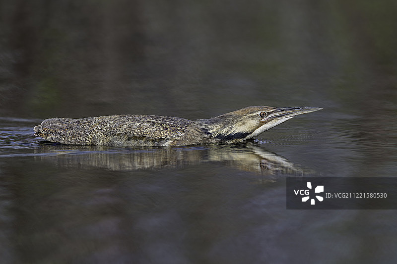 正在游泳的麻鳽...图片素材
