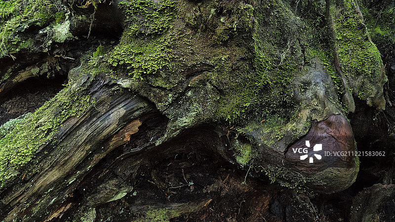 Carbon河雨林景观图片素材