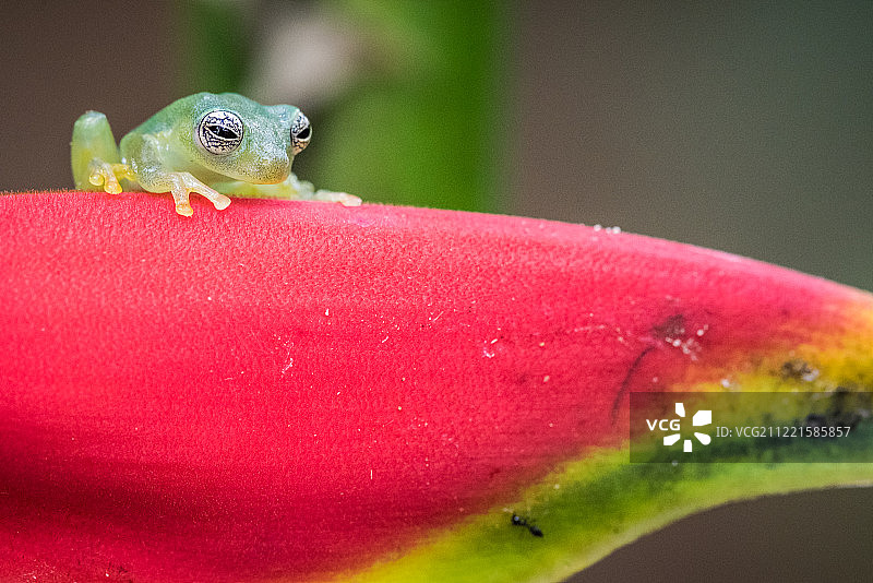 玻璃蛙图片素材