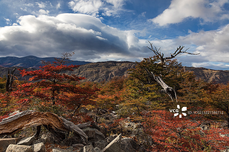 阿根廷冰川国家公园美丽的秋季彩色树木图片素材