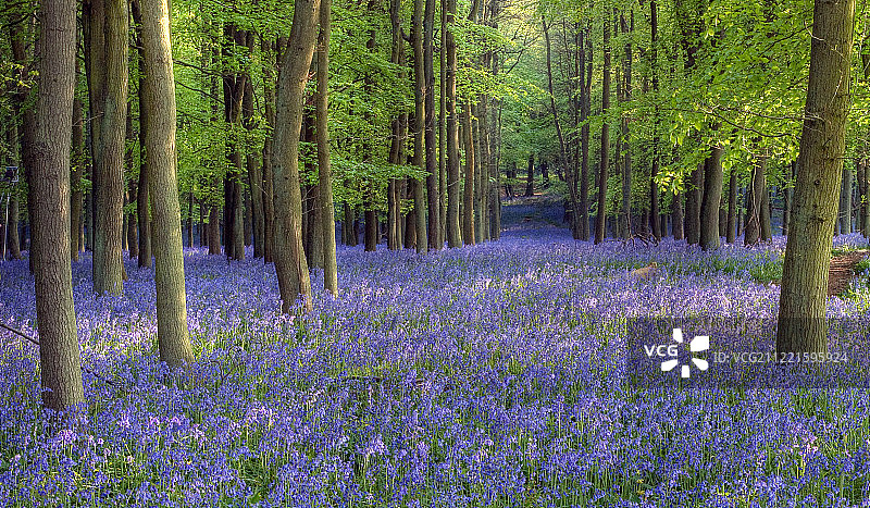 森林中的鲜花风光图片素材