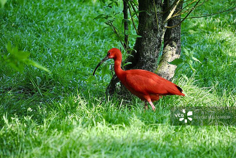 法兰德玫瑰图片素材