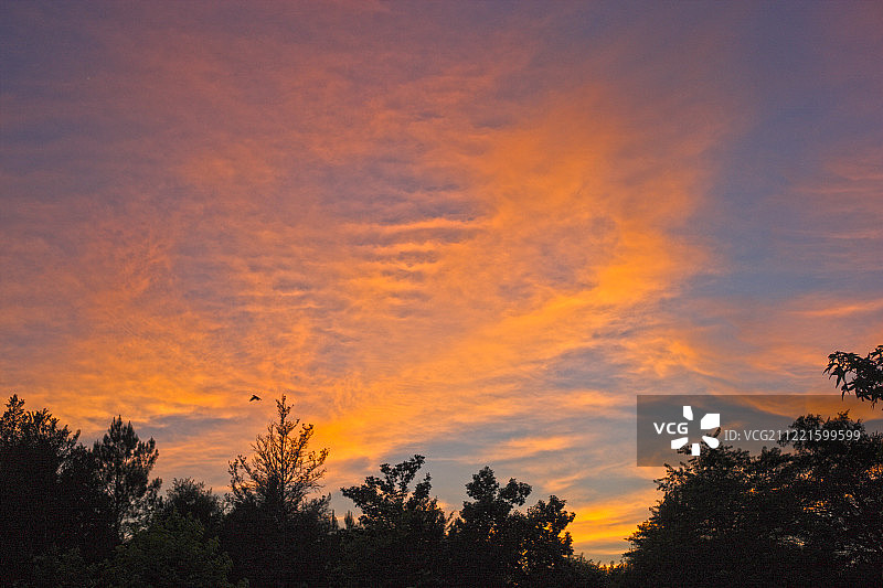 六月南卡罗来纳州格里尔日落飞鸟图片素材