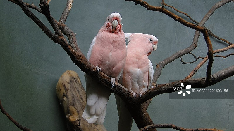 让我脸红图片素材