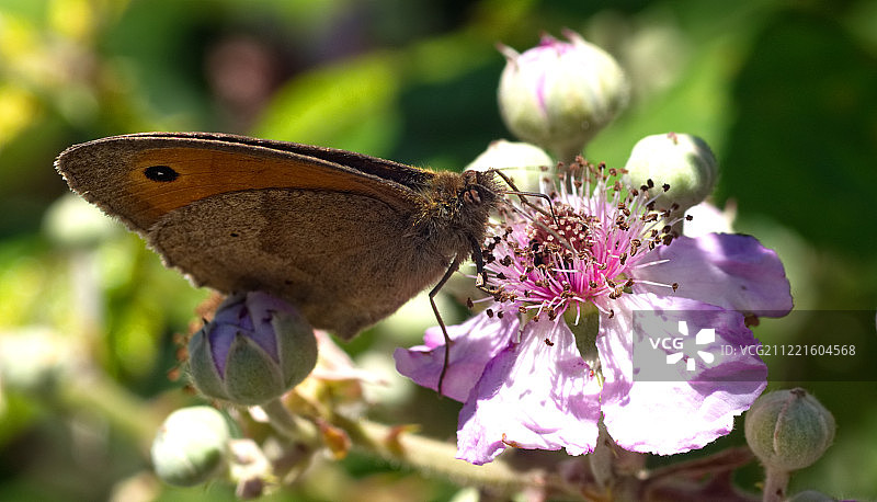 Maniola Jurtina（草地褐眼蝶）图片素材