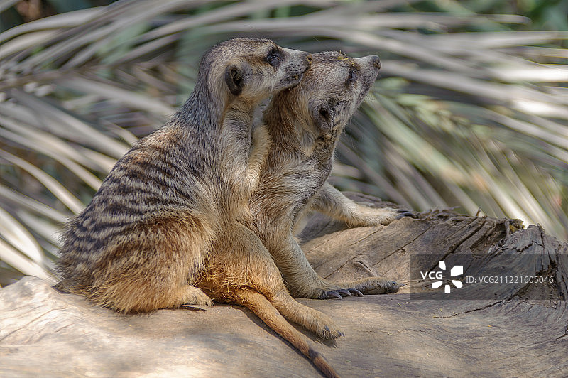 原始的爱图片素材